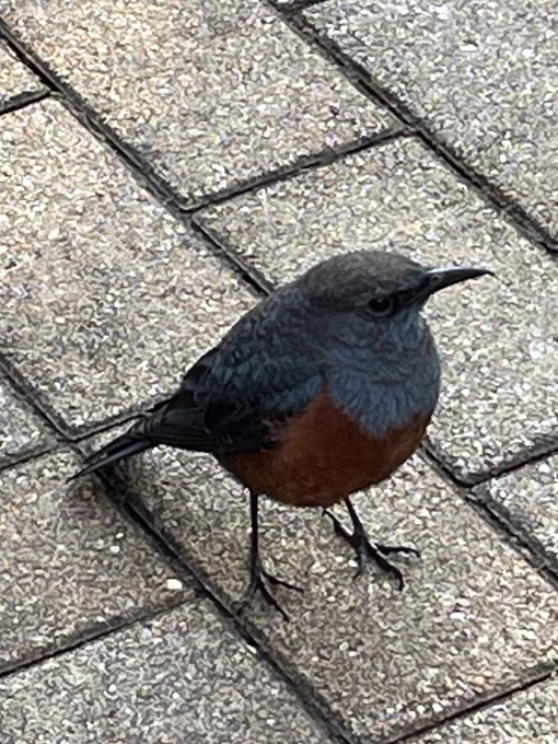ここらじゃ見かけない顔だったので激写してしまった。まんまるイソヒヨドリくん。 