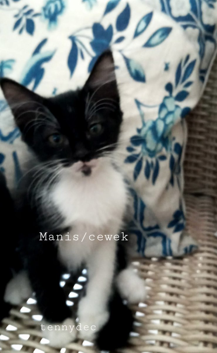 AbizanPAmran's tweet photo. #adopsi #kucing #kocheng #adopsikucing
Kucing untuk diadopsi
- sudah bisa buang air di pasir
- ramah
- kucing lokal/domestik
- lahir: sekitar September/November 2021
Bisa DM saya langsung jika ingin adopsi utk atur waktu dan tempat untuk jemput kucing
Domisili : Tangerang Selatan https://t.co/7chnMONlXe