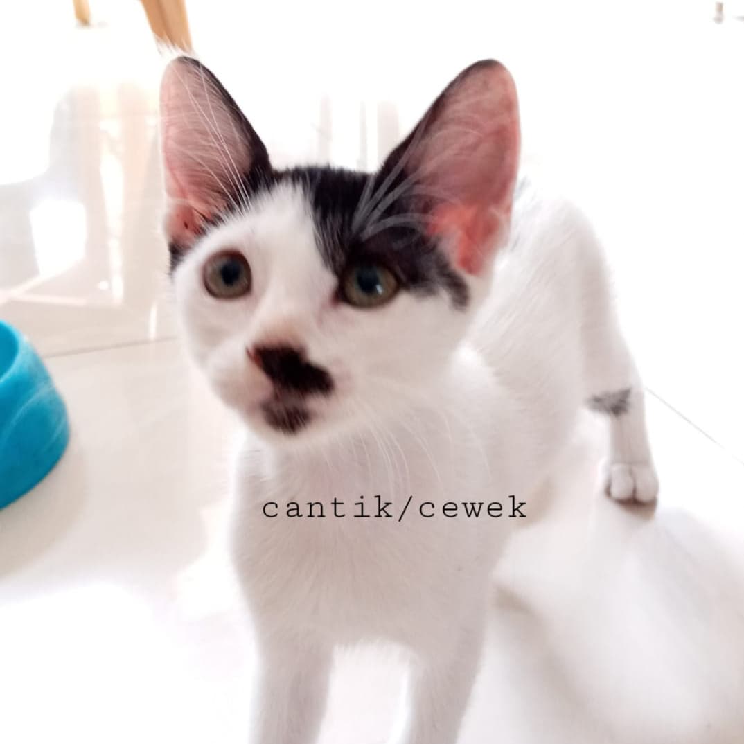 AbizanPAmran's tweet photo. #adopsi #kucing #kocheng #adopsikucing
Kucing untuk diadopsi
- sudah bisa buang air di pasir
- ramah
- kucing lokal/domestik
- lahir: sekitar September/November 2021
Bisa DM saya langsung jika ingin adopsi utk atur waktu dan tempat untuk jemput kucing
Domisili : Tangerang Selatan https://t.co/7chnMONlXe