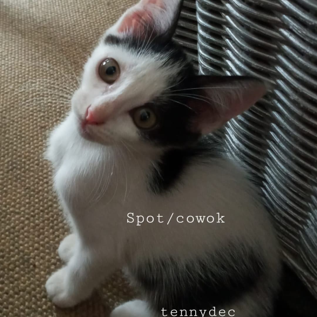 AbizanPAmran's tweet photo. #adopsi #kucing #kocheng #adopsikucing
Kucing untuk diadopsi
- sudah bisa buang air di pasir
- ramah
- kucing lokal/domestik
- lahir: sekitar September/November 2021
Bisa DM saya langsung jika ingin adopsi utk atur waktu dan tempat untuk jemput kucing
Domisili : Tangerang Selatan https://t.co/7chnMONlXe