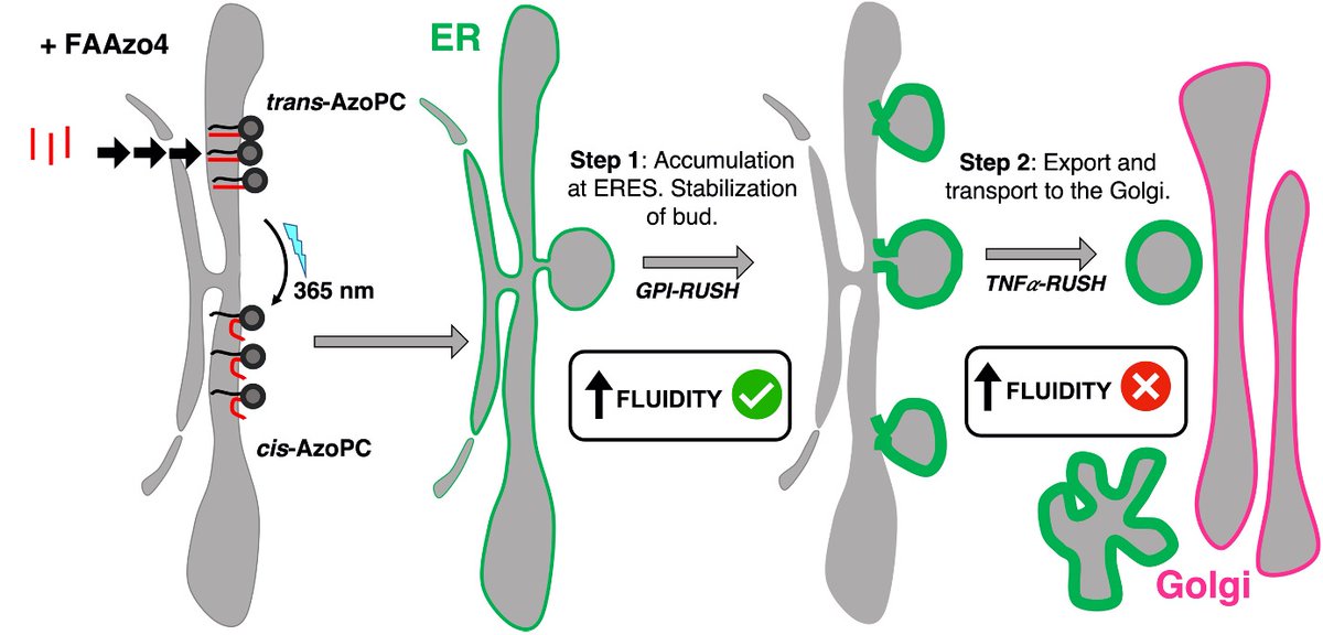 Excited to share our work on "PhotoCells", cells with photoswitchable ER membranes. Optical control of membrane fluidity modulates protein secretion. Super fun collaboration with <a href="/NoemiJRojo/">Noemi Jiménez-Rojo</a> @HowardRiezman <a href="/DirkTrauner/">Dirk H. Trauner</a> @NCCR_ChemBio <a href="/nyuchemistry/">NYU Chemistry</a> 
biorxiv.org/content/10.110…