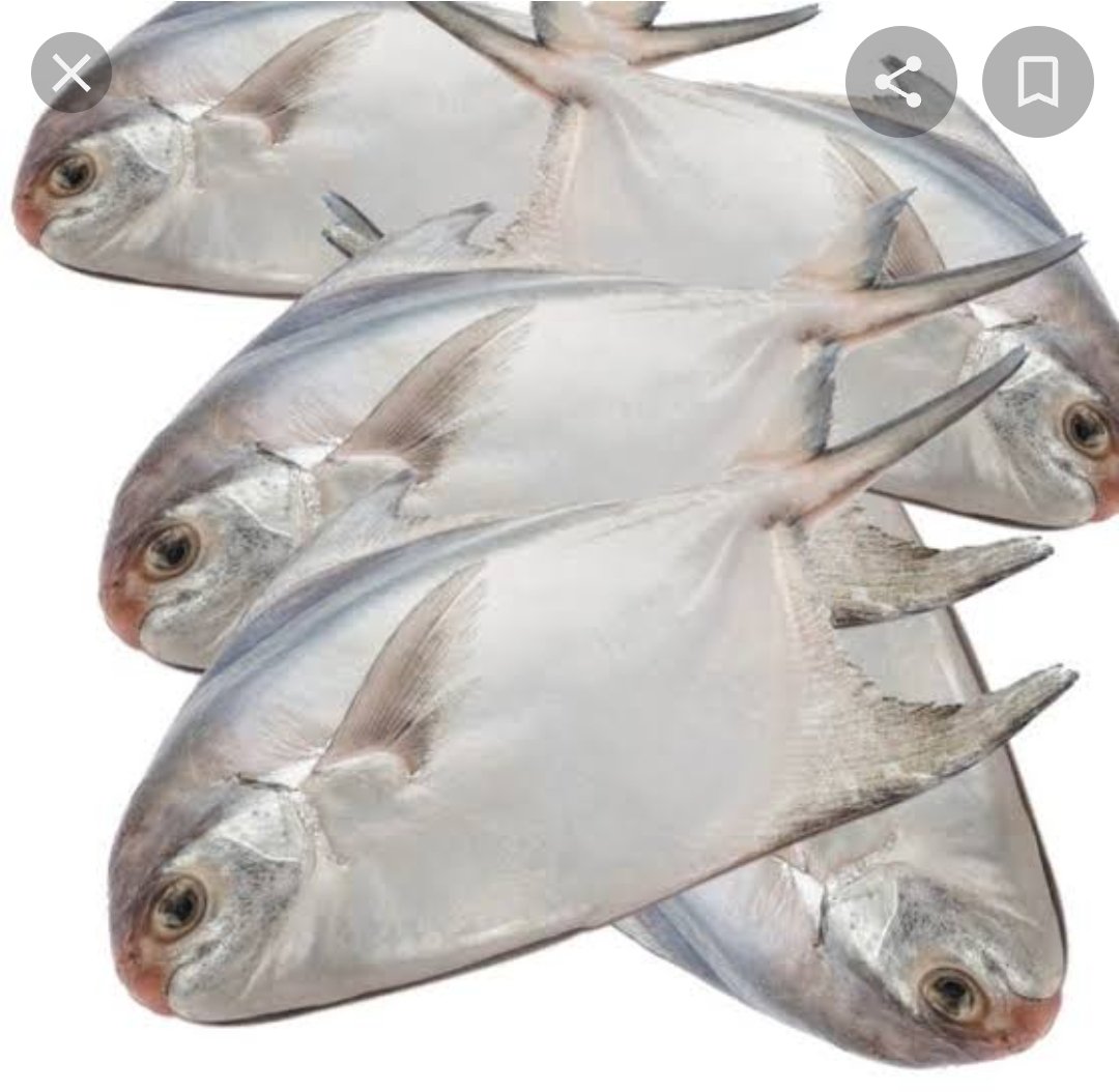 SumanLala11's tweet photo. Rupchanda fish. It's extracted from the sea. It's very fresh and delicious. https://t.co/CpEOxaFKwT