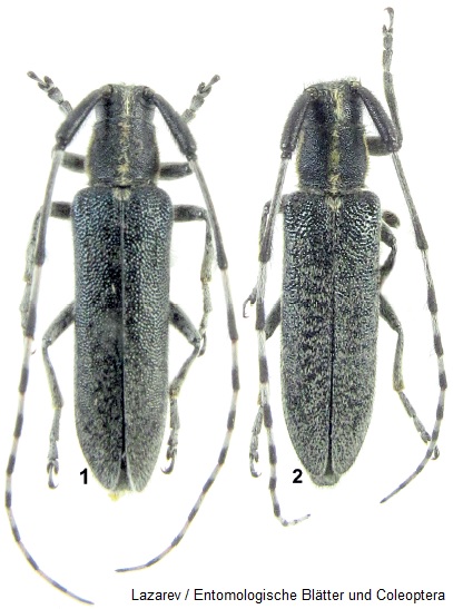 BiodGr's tweet photo. #speciesnova: 

🐞Ένα νέο είδος σκαθαριού για την επιστήμη, το #𝘈𝘨𝘢𝘱𝘢𝘯𝘵𝘩𝘪𝘢 𝘨𝘢𝘻𝘢𝘯𝘤𝘩𝘪𝘥𝘪𝘴𝘪 (#Coleoptera: #Cerambycidae) περιγράφηκε πρόσφατα από τη Βόρεια Ελλάδα σύμφωνα με εργασία που δημοσιεύθηκε στο περιοδικό Entomologische Blätter und Coleoptera. 1/5 https://t.co/KigZ7Ag5td