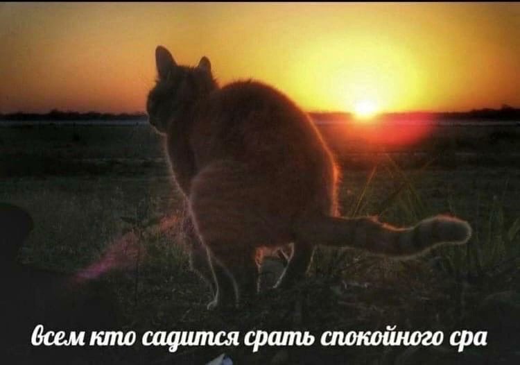 AjdenB's tweet photo. #weddingsforrussia ✊✊✊ можно пропеть https://t.co/AemLqvknN4
