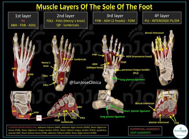 Layers of the musculature of the sole of the foot. 

#SanJoseClinica
#footankle