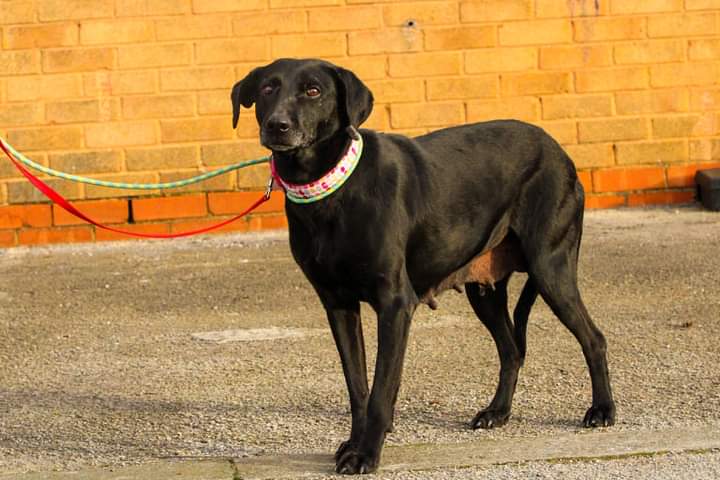 OakwoodRescue's tweet photo. It's Jet here again just so you all don't forget me...🖤
I worry people are put off because I have a saggy tummy. I have had pups in my past...I can't help what happened in my past &amp; I am only looking forwards to the future🙏🏼💚
https://t.co/wgoVpg2FPQ
#Black #rescuedog #love https://t.co/08z2TQQLLv
