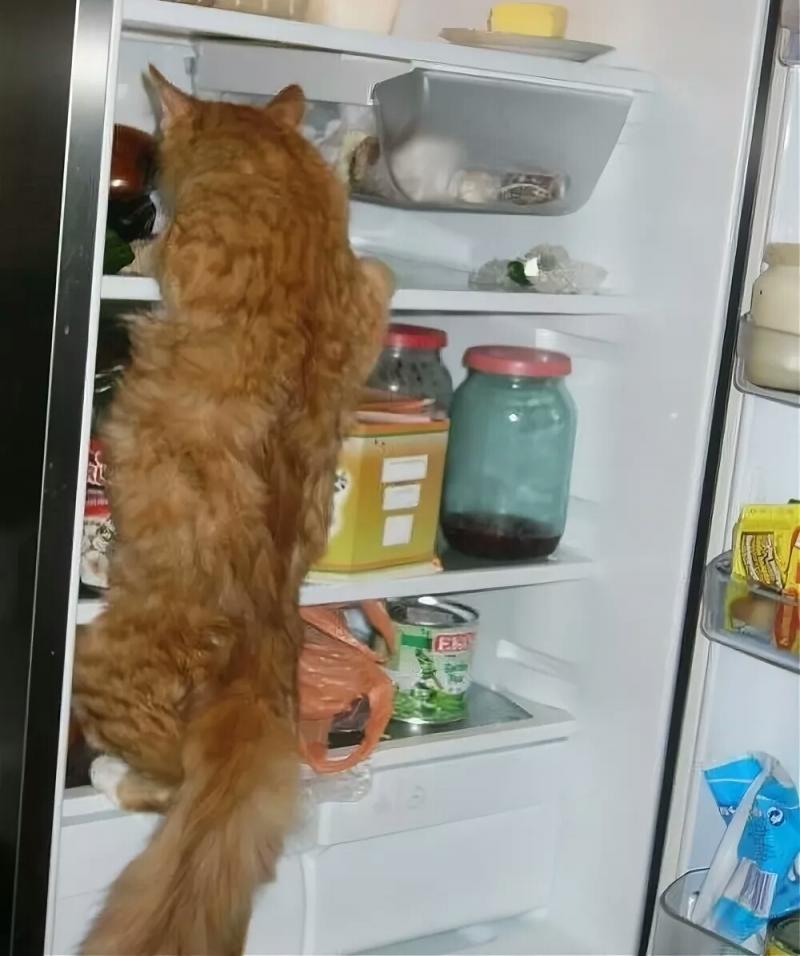 Когда хочется есть на диете. Как понять что ты нравишься мальчику. Что делать если дома нет еды. Девушка думает о еде. Девушка объелась.