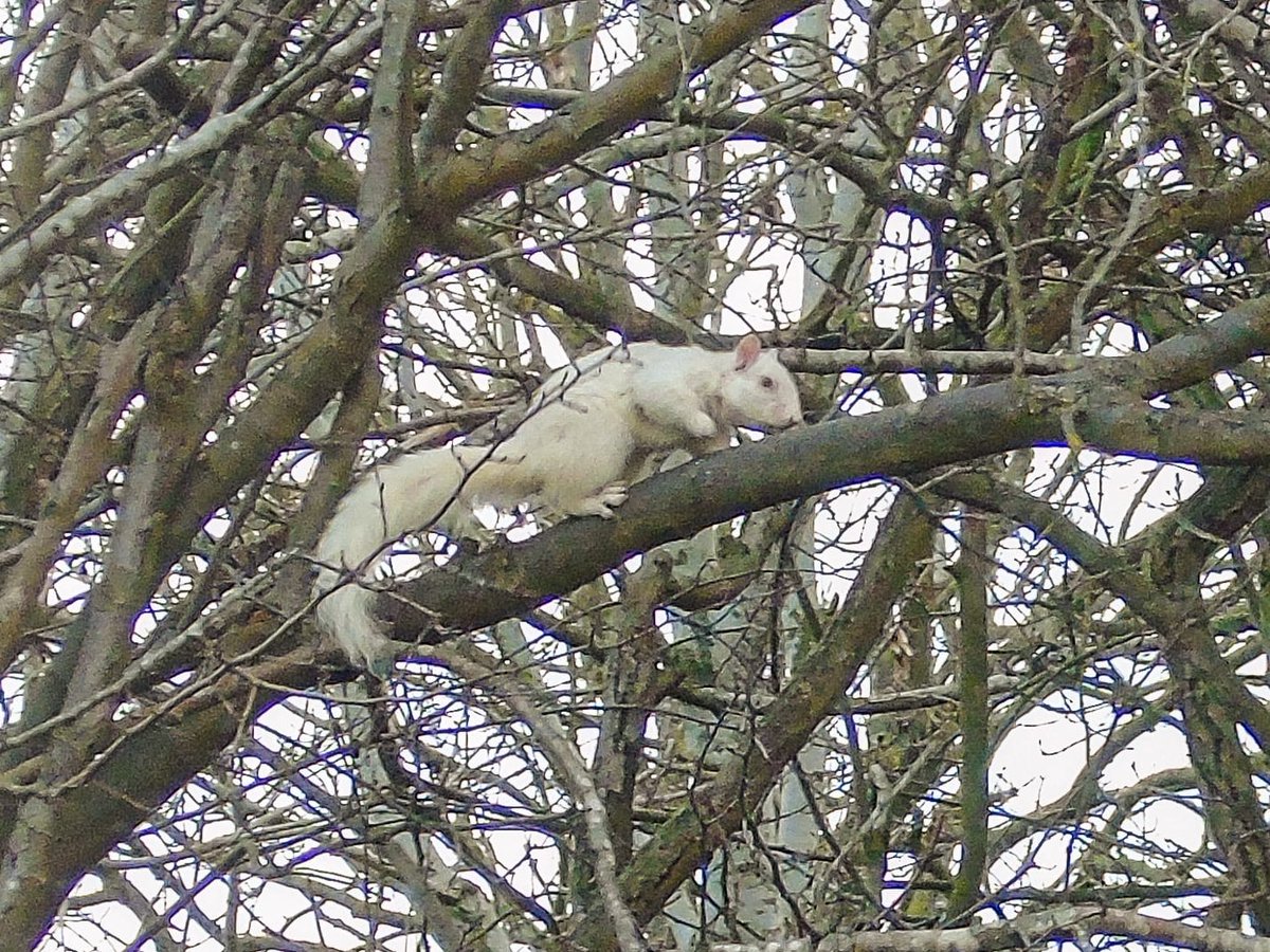 leicslive's tweet photo. Jamie Blaylock first spotted the elusive and, it turns out, rapid creature in his Narborough garden about three weeks ago and has been delighted by its presence nearly every day since.

📷 Jamie Blaylock https://t.co/UrvBWAgcbx