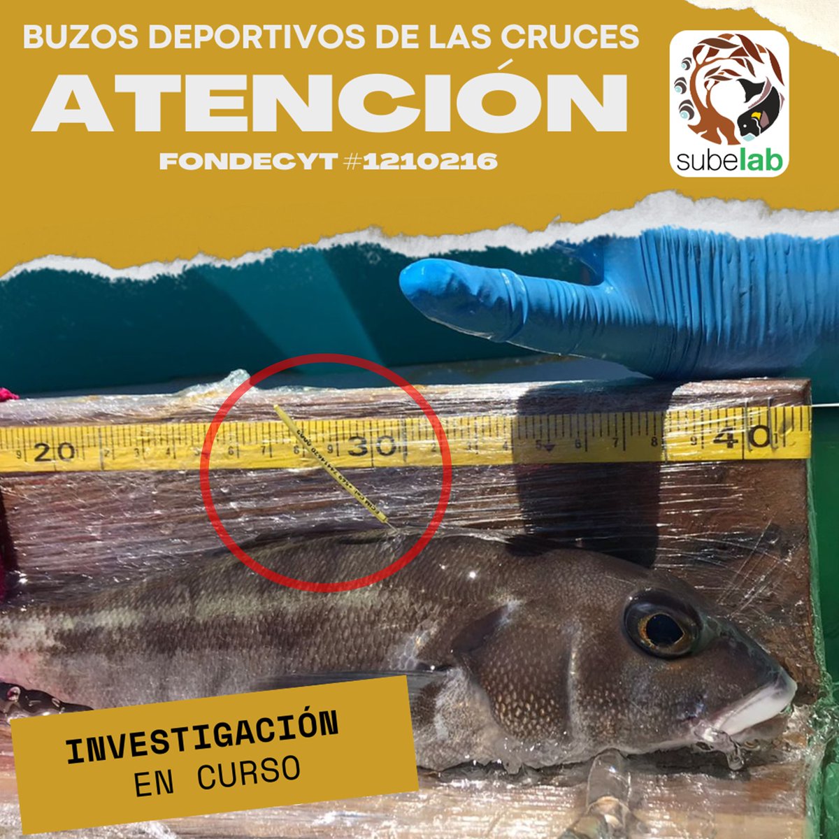 Subelab_chile tweet media