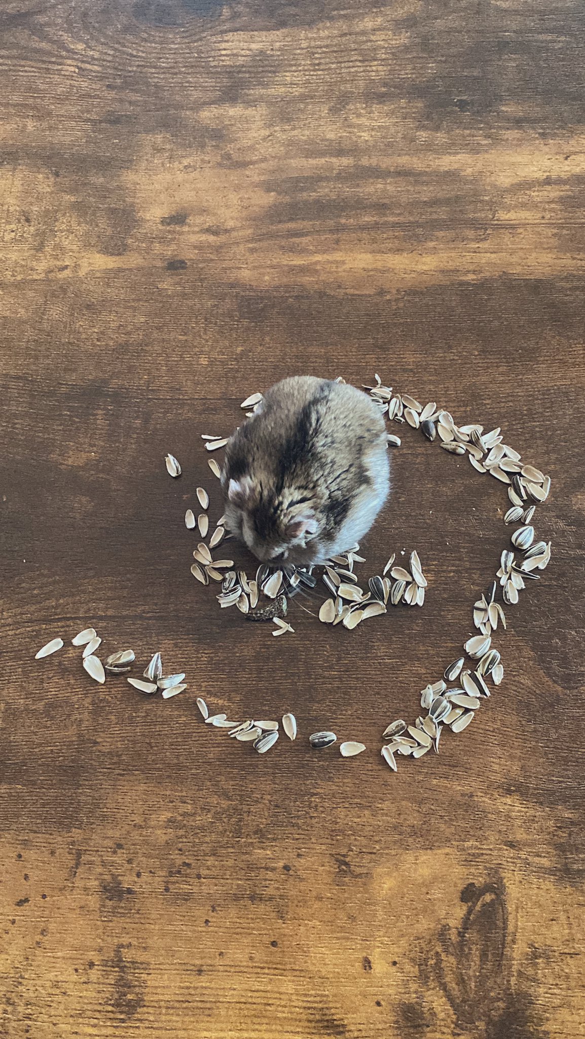 R K Maitake0116 Twitter