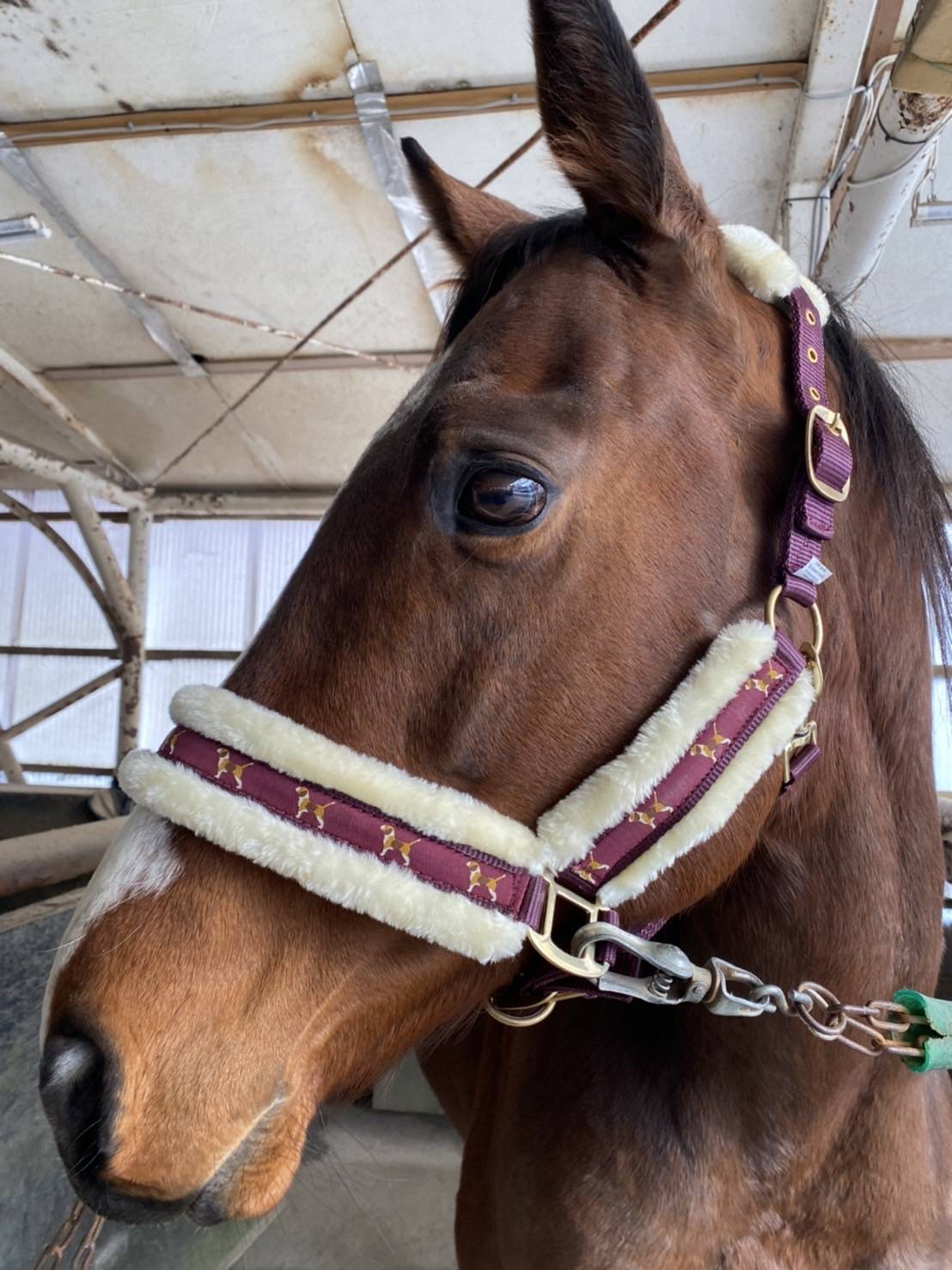 トウカイテイオー産駒の会 Tokaiteiosannku Twitter