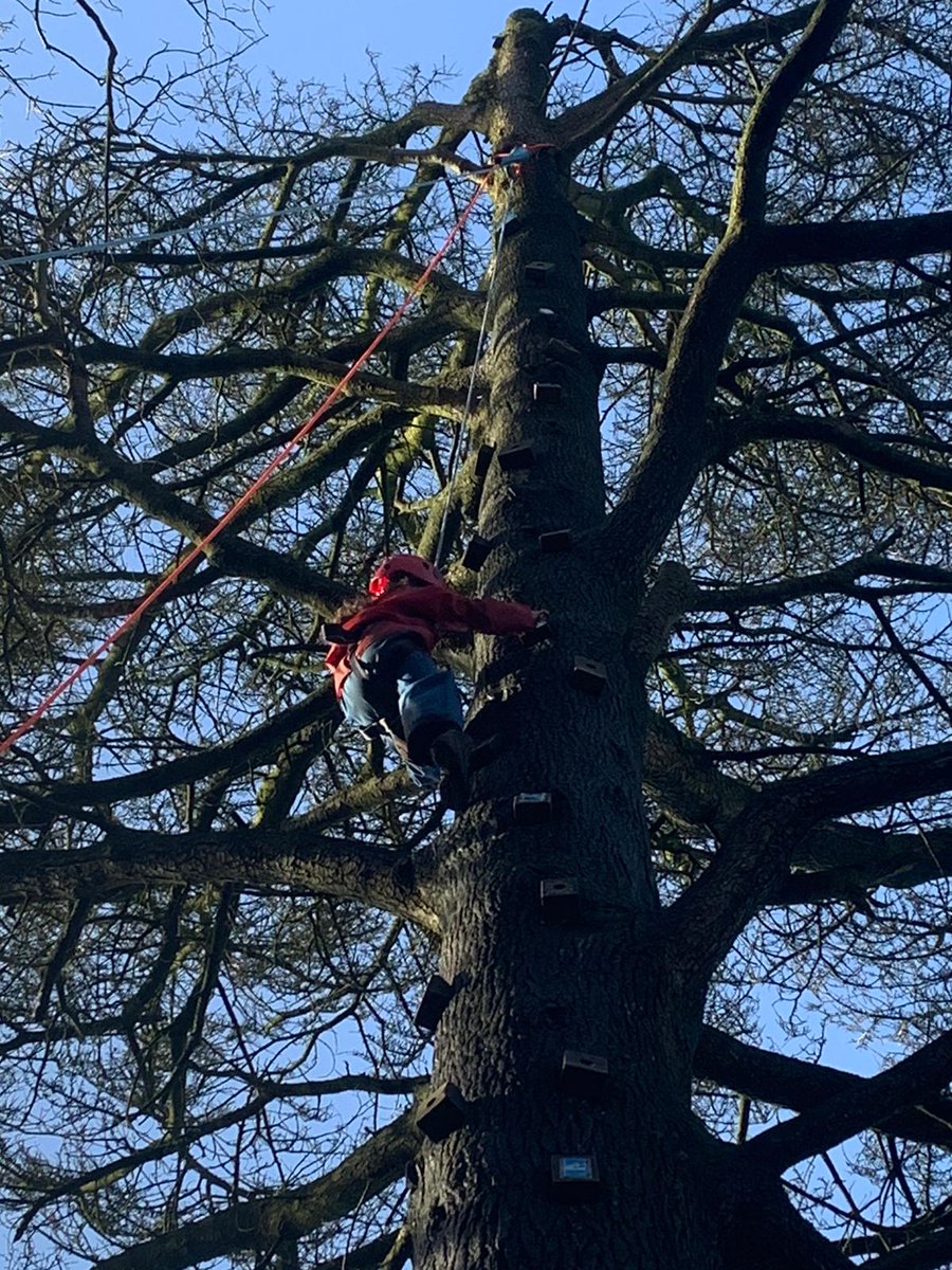 LapageSport's tweet photo. Year 4 @LapagePrimary have been tree climbing this morning at @IngleboroughHal. #workingtogetherweachieve https://t.co/X6fvNKfsLN
