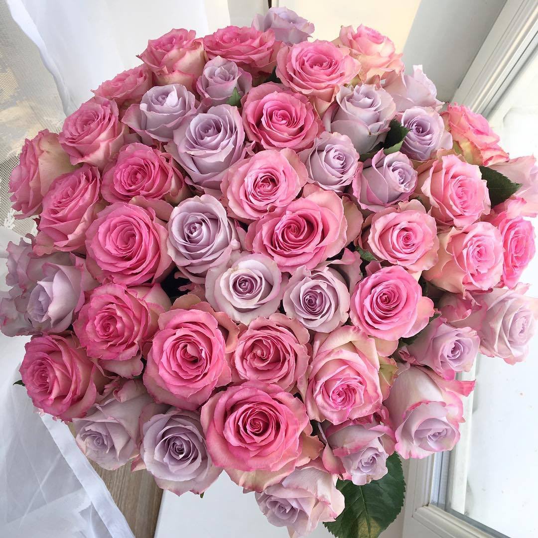 bottegalolita's tweet photo. Roses https://t.co/BIme7C7xzF