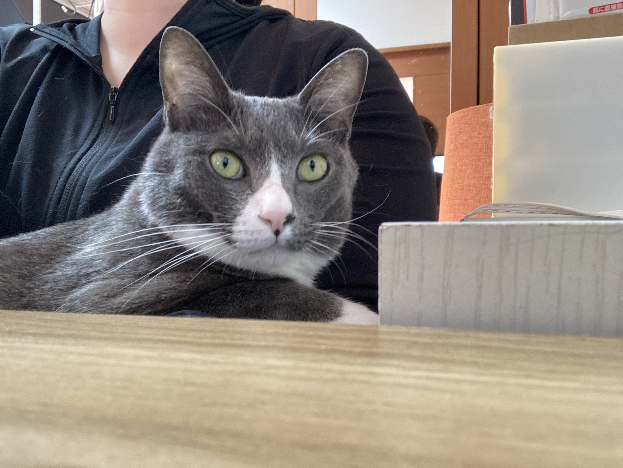 ゴローのまろやか健康日記 Cat Inogashira Twitter