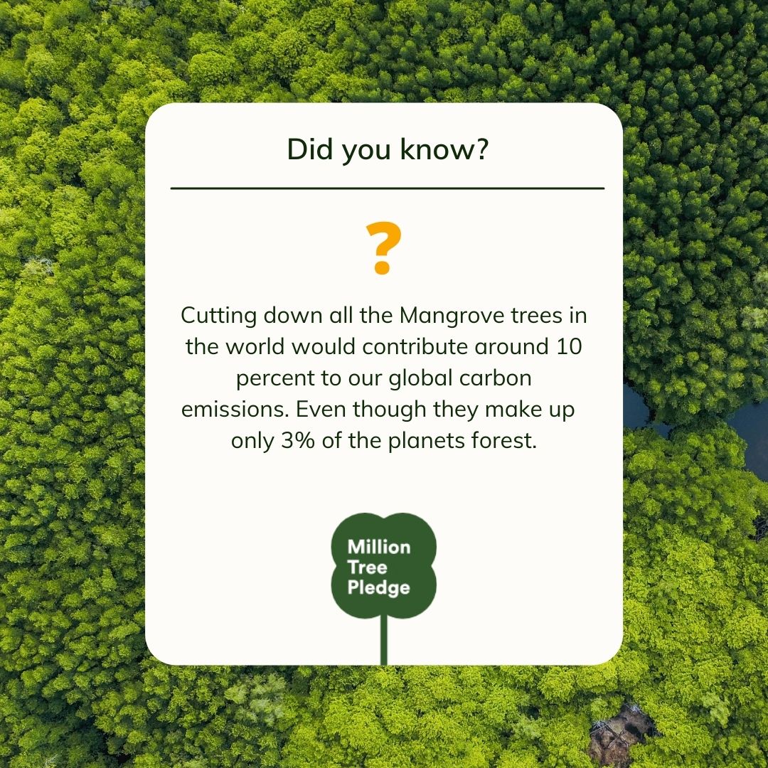 Mangrove Trees are one of the natural superheroes in the climate action arsenal. Reforesting areas where Mangroves have been cleared puts back huge carbon sinks, creates local employment &amp; re-generates the natural world.
#reforestation #climateaction #milliontreepledge