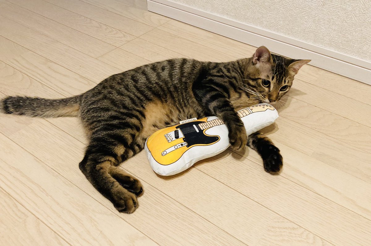 matatabi_garage's tweet image. #三年坂ねこフェス2022

2月16日（水）～27日 （日）11〜19時
蔦屋書店熊本三年坂地下1階イベントスペース(最終日17:00)

MATATABI GARAGEではギター型おもちゃ、アンプ型爪とぎなどに加え、本物のギターピックを使った新作のピンバッジも発売します！ぜひお越しください😸🎸

#またたびロックンロール