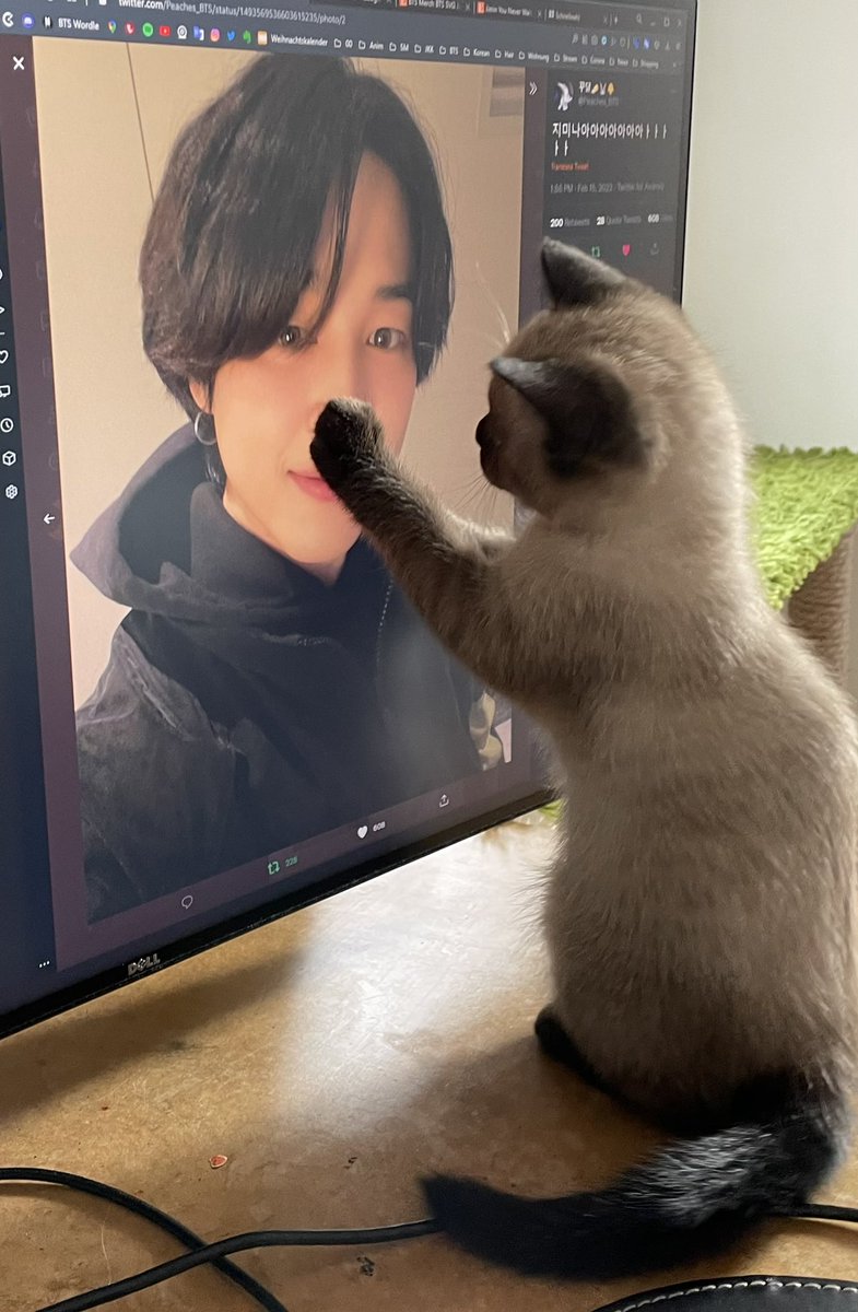 holly_short's tweet photo. JIMIIIINIEEEE!!!! My kitty also likes him and bopped his nose 🥺 https://t.co/e9LPbOfx69
