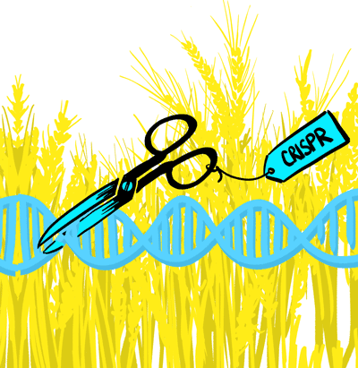 (1/8) Immer wieder wird behauptet, dass #GenomeEditing bei Pflanzen und Tieren zu keinen neuen Risiken führt. Das stimmt aber nicht. Die Risiken von #CRISPR etc. können nicht denen der konventionellen Züchtung gleichgesetzt werden <a href="/JKI_Bund/">Julius Kühn-Institut</a> @PlantEvolution: