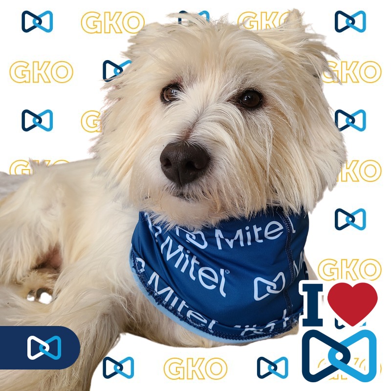 SueAnders2's tweet photo. It's GOOOOOO time for the @Mitel GKO Sales Kickoff! #MITELGKO2022 https://t.co/kj4XnAz3aY