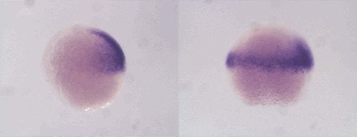 UniFreiburg's tweet photo. Kurz nach der Befruchtung ist es soweit: Die Zellen des frühen #Embryos beginnen, eigenständig #Proteine, Bausteine für Zellen&Organe herzustellen. Forschende @CIBSS_UniFR klären, wie Signalmoleküle der Mutter den Startschuss für die #Genexpression geben. https://t.co/s9yshKj2c7 https://t.co/3EVLqbY6kg