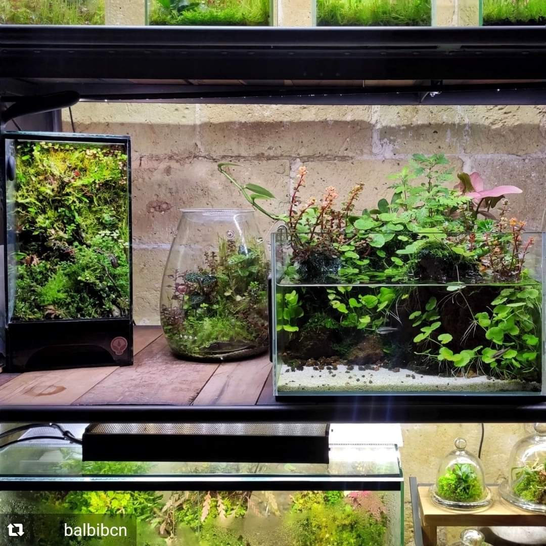 Aquaflora Aquarium tweet media