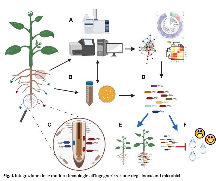 Soon a 2-year postdoctoral position will be open in Pisa at the Scuola Superiore Sant’Anna with our group under my supervision. Project MICROBIOS Development of Microbial Biostimulants, Drought Stress &amp; Improvement of YIeld Quality. Who is interested please send me CV