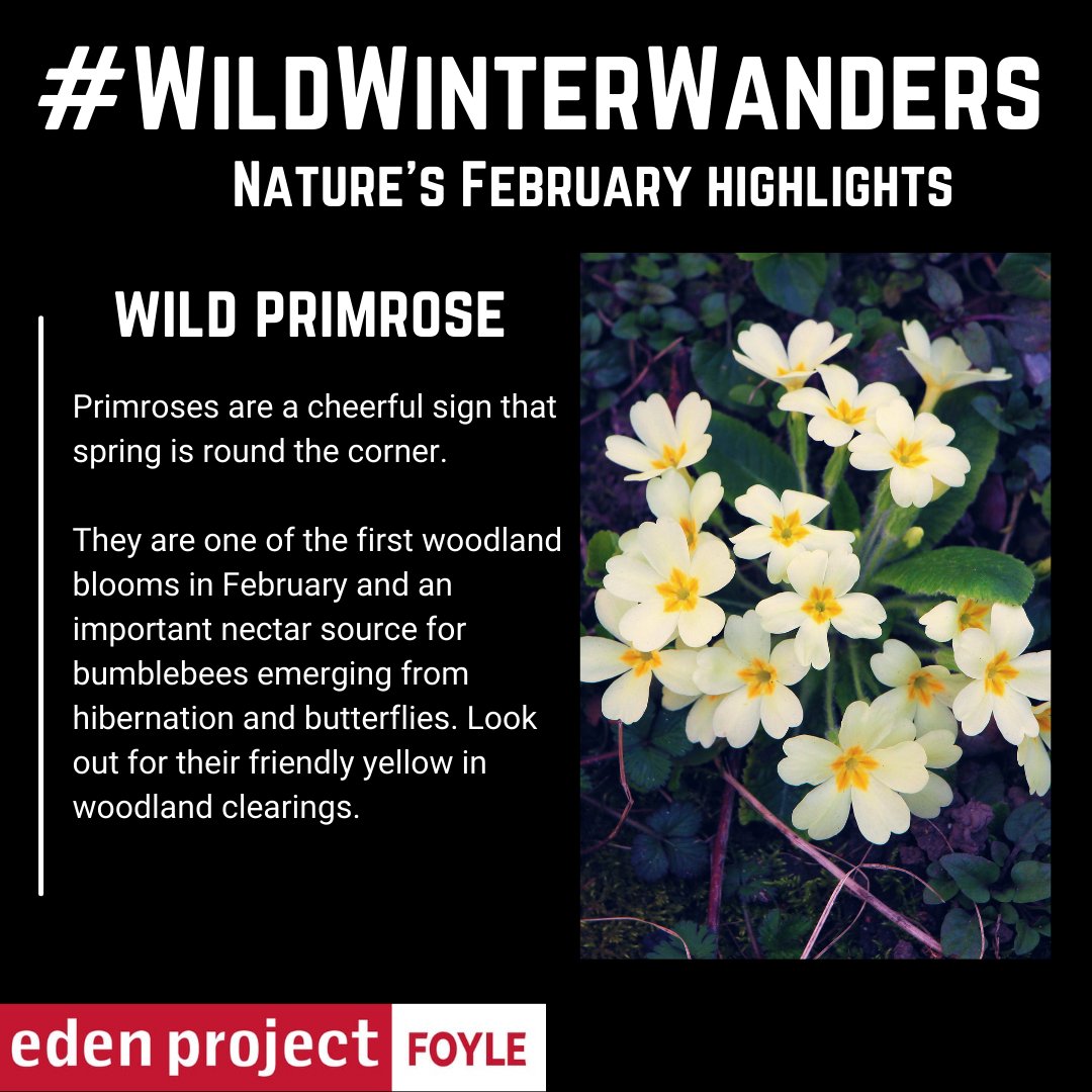 River_Foyle's tweet photo. The name derives from Latin 'prima rosa' meaning 'first rose' of the year, despite not being a member of the rose family. ๐ป
We're sharing some of the best February sights to spot while out on your #WildWinterWanders ๐ณ
@UlsterWildlife @WoodlandTrust
@ecoattractions @RSPBNI https://t.co/OVL1umWcyM