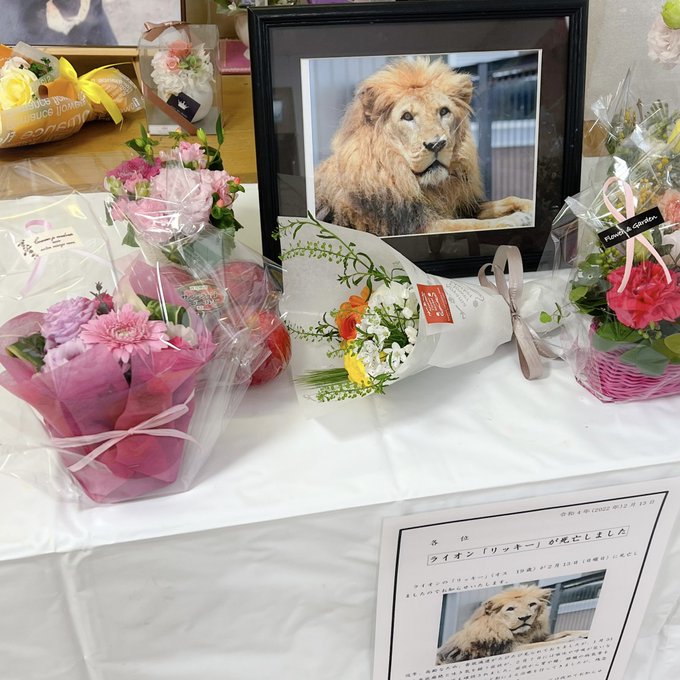 札幌市 円山動物園 ライオンのリッキーが2月13日に死亡 悲しみの声広がる 園内には献花台が 号外net 札幌市西区 手稲区