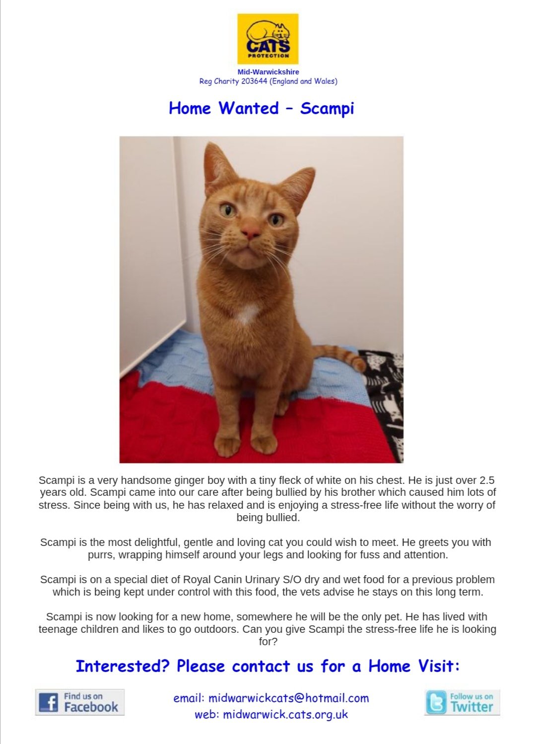 Midwarwickcats Home Wanted Scampi Is Looking For A Stress Free Home Where He Can Enjoy Some Time Outside Too Adoptdontshop T Co 8m6dj3made Twitter