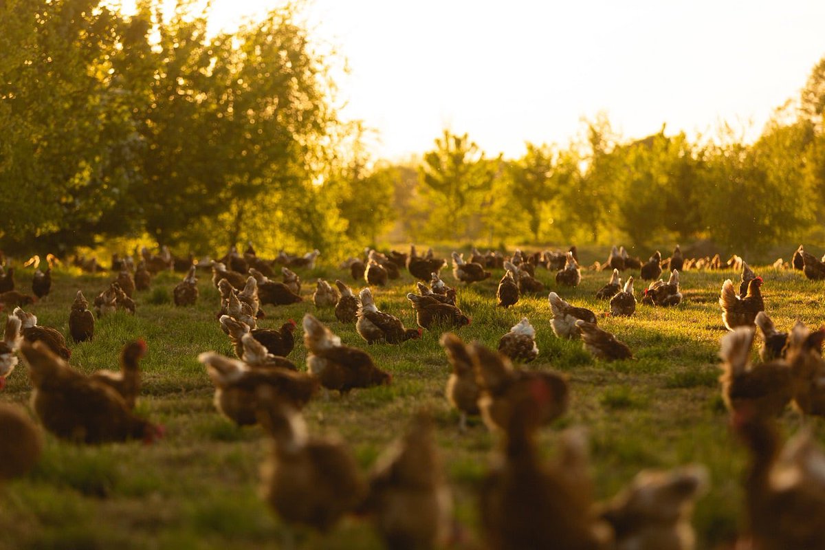 Today's diners care about the #provenance of their #ingredients. We're based in #Peover &amp; can deliver your fresh #eggs across #Cheshire. #Knutsford #Lymm #Hale #Alderley #Bowdon #Sale #Altrincham #Hartford #Cheadle #Didsbury