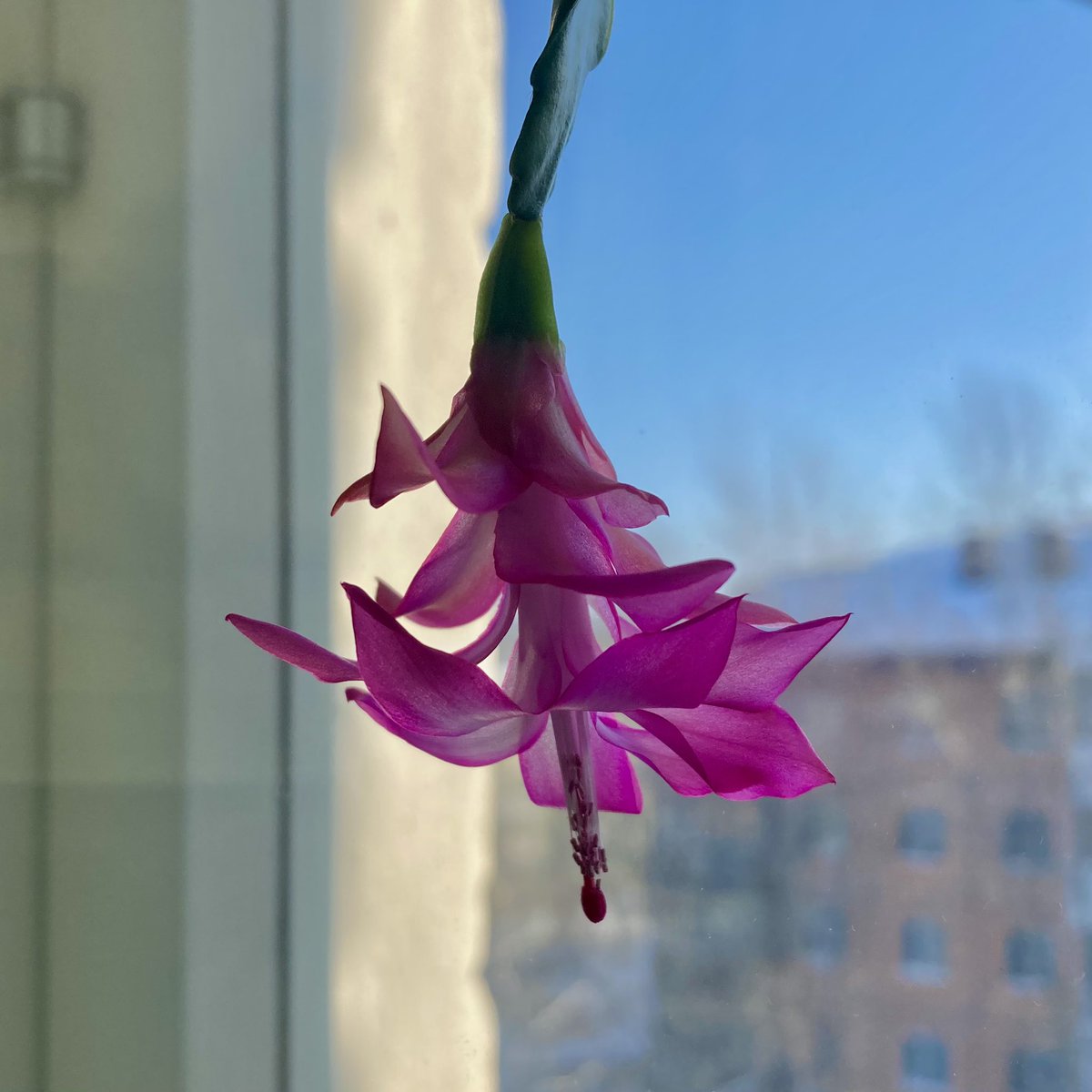 NikitaPost's tweet photo. Our February flower - "Decembrist" continues to delight us with its blooming flowers of amazing beauty! #winter #february #flower #flowers #beautiful #flowersphotography #bloom #blooms #cold #coldly #frost #frostly #amazing #beauty #photooftheday #home #athome #pet #homepet #life https://t.co/0f88rh96O1