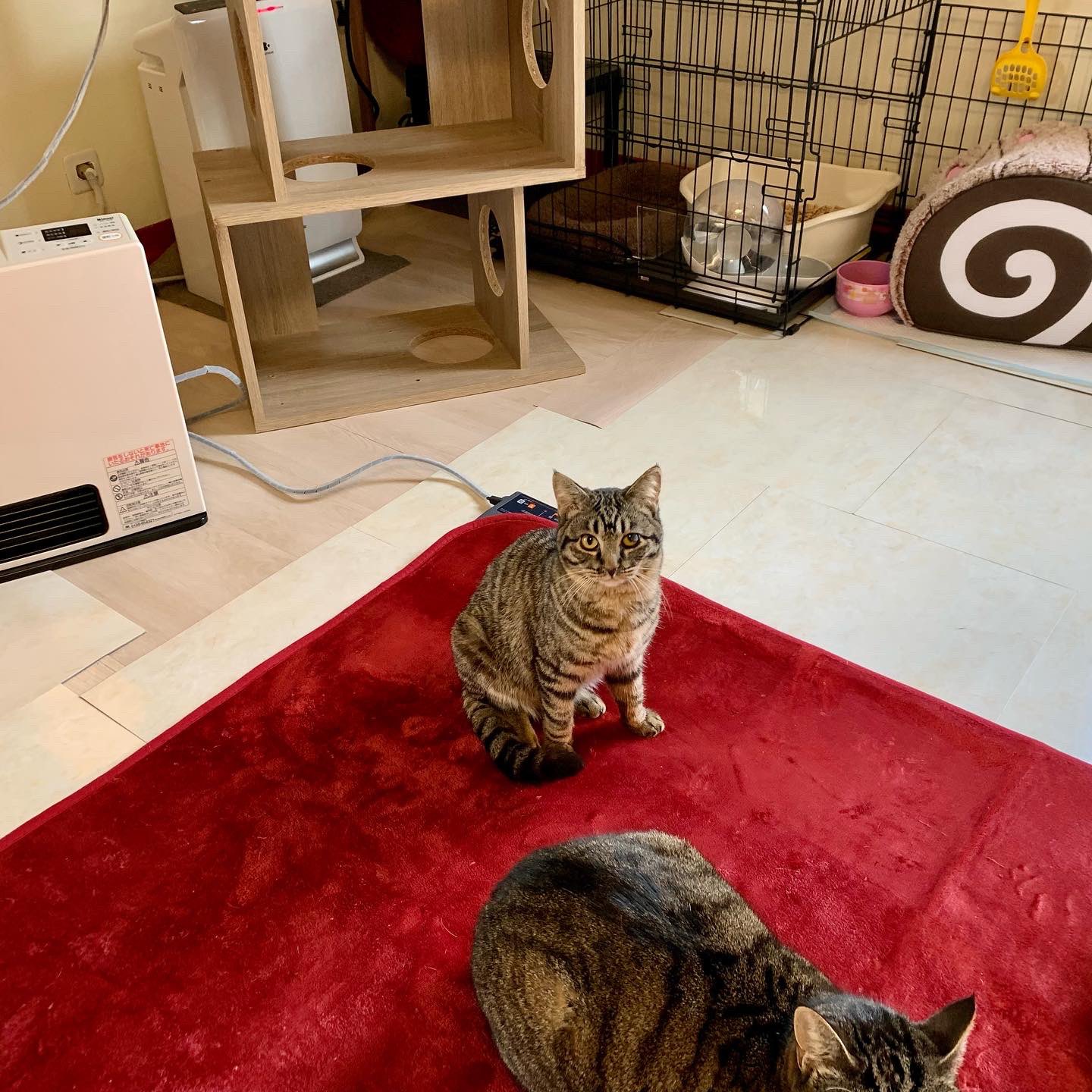 保護猫カフェ 猫婆 鼻炎が進行して 副鼻腔炎 蓄膿症 を発症した夢太郎 苦手な薬もなんとか飲んでくれたので これで蓄膿症が早く治るといいね 保護猫 保護猫カフェ 里親募集中 里親募集 三重 猫 家族 保護猫カフェ猫婆 猫婆 三重県 保護猫カフェ 猫婆 鼻炎が進行して 副鼻腔炎 蓄膿症 を発症した夢太郎 苦手な薬もなんとか飲んでくれたので これで蓄膿症が早く治るといいね 保護猫 保護猫カフェ 里親募集中 里親募集 三重 猫 家族 保護猫カフェ猫婆 猫婆 三重県