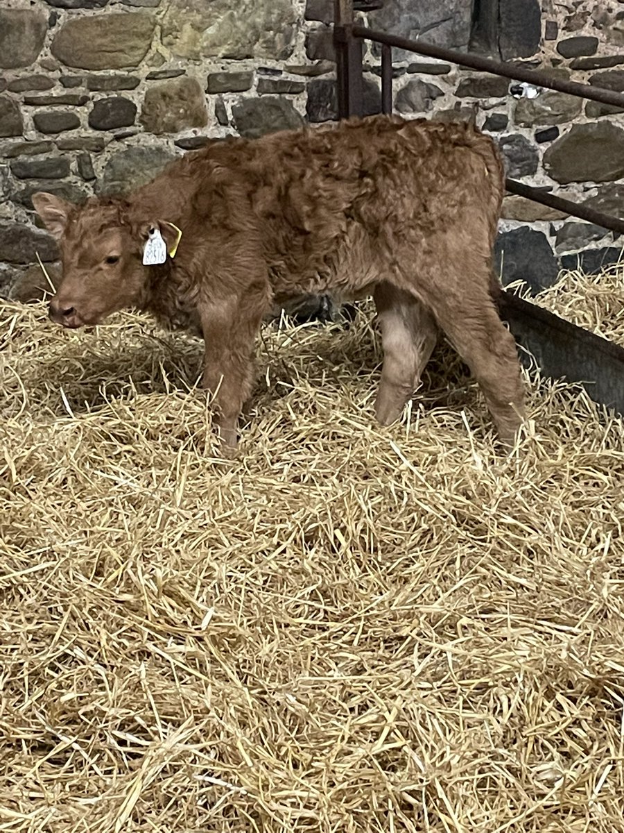 miriamw99's tweet photo. EBY and ch2218 doing the business again this year @doveagenetics https://t.co/A1C1fG2Az4