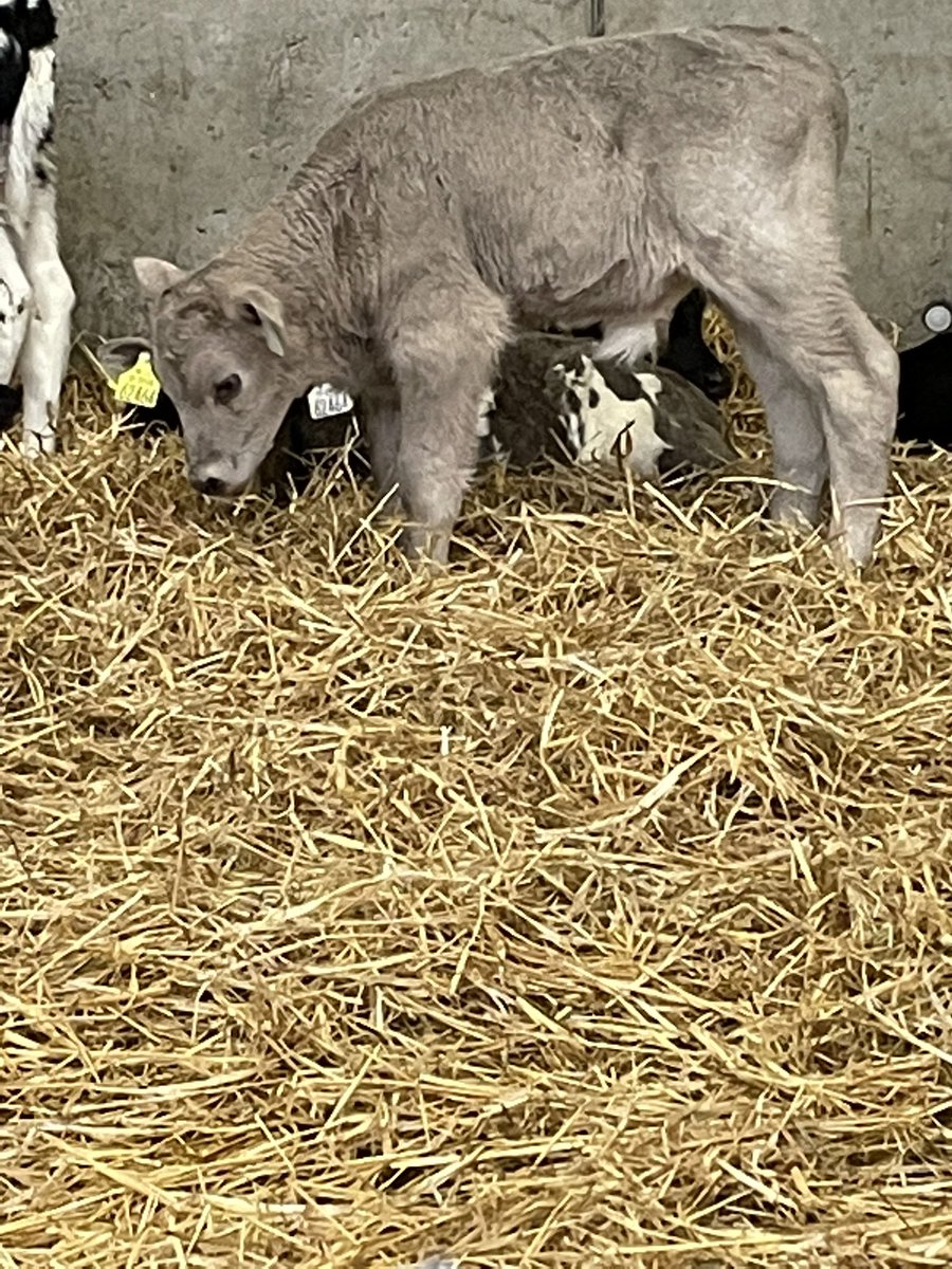 EBY and ch2218 doing the business again this year <a href="/doveagenetics/">Dovea Genetics</a>