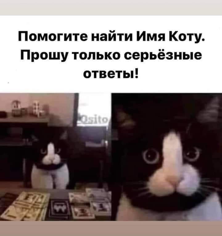 Gekkon tweet media