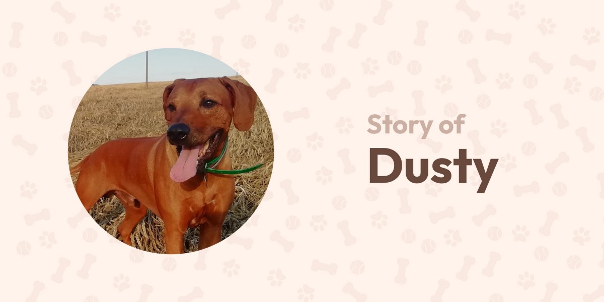 Aside our support of dog shelters, we also help to co-finance expensive medical treatment to the animal pets of lonely and less fortunate people. Here is a story of one of them. His name is Dusty....medium.com/cuddlenft/dust…