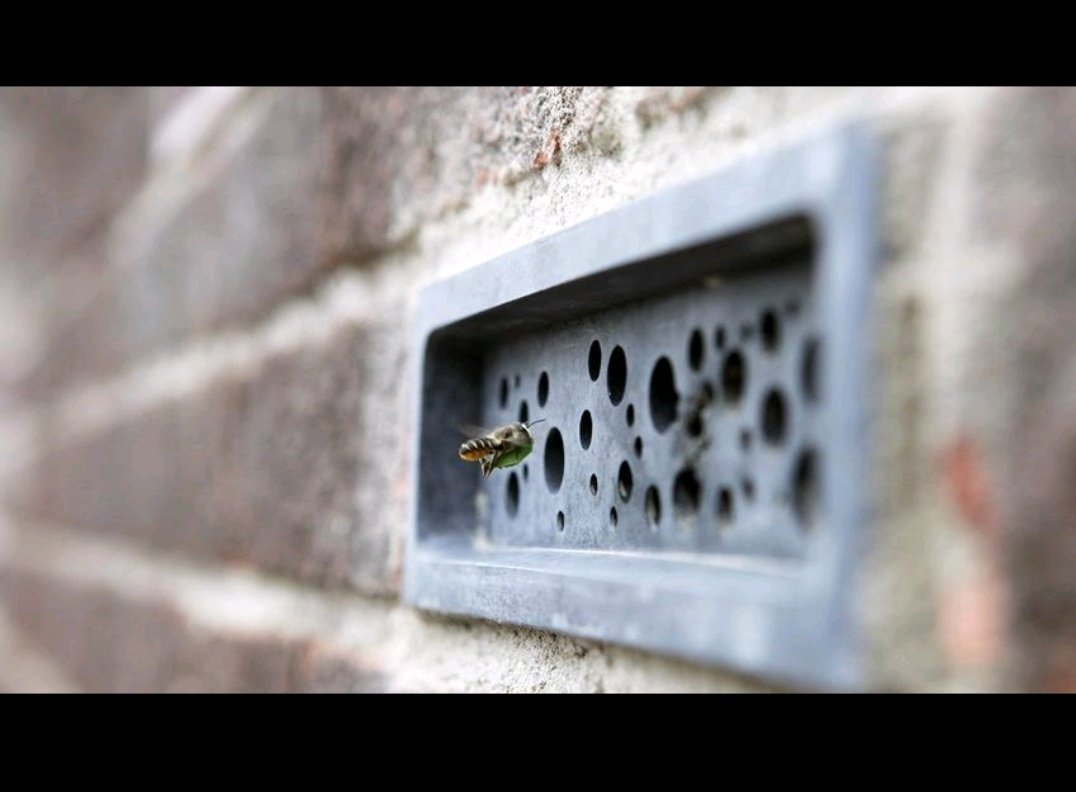 IamBouwke's tweet photo. Kijk nou! Bee bricks 🐝 #beebricks https://t.co/9Xe5SQm7fx