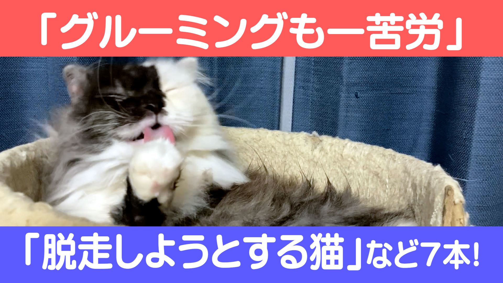 Cats Life 猫のいる生活をあなたに Catslife Twitter
