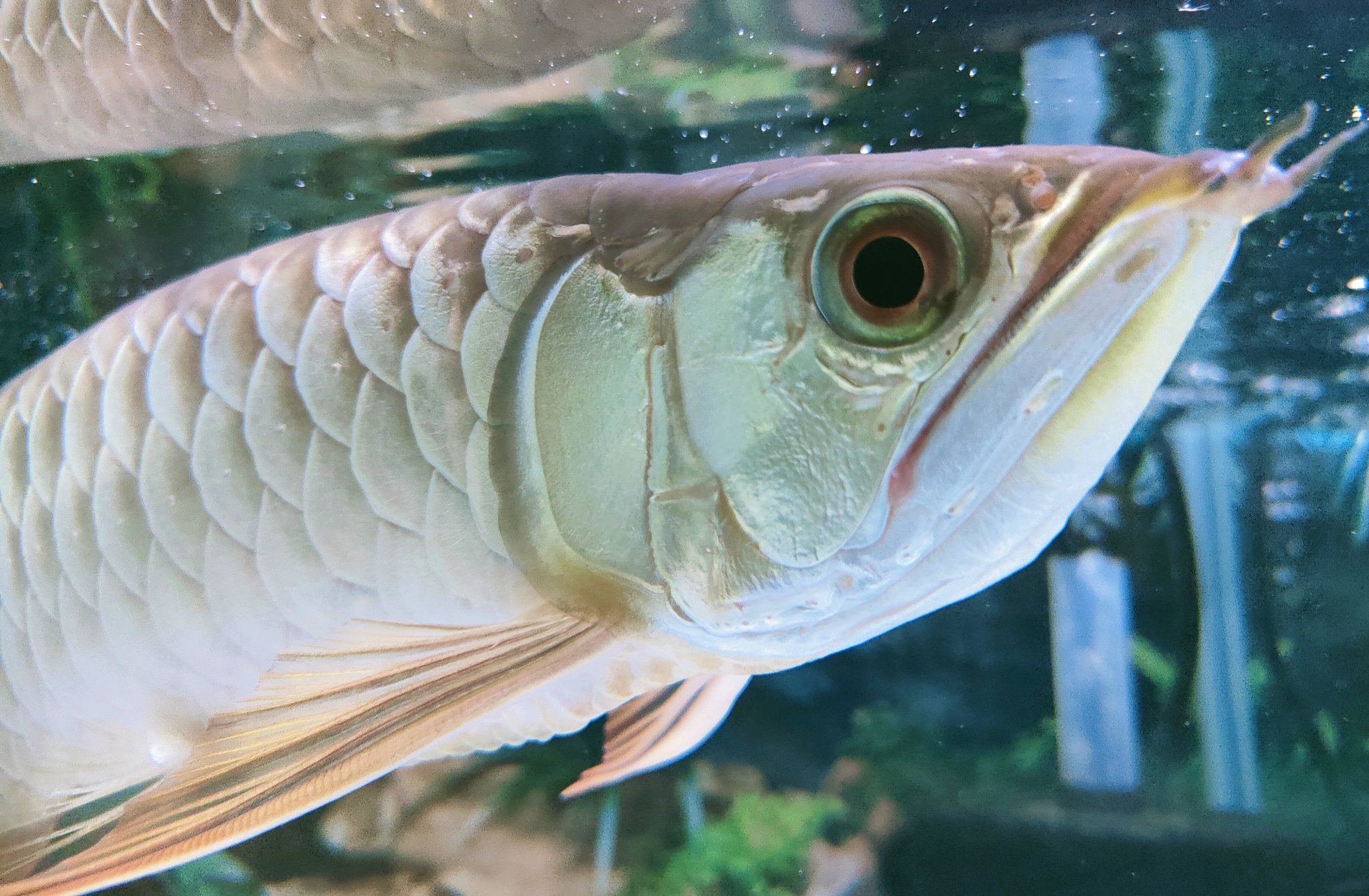 Mickey Gon新座店 アクアリウム エキゾチック アジアアロワナ 過背金龍 人工餌から 活餌 冷凍まで餌食い良好です アロワナ販売 アジアアロワナ アジアアロワナ過背金龍 アジアアロワナ好きな人と繋がりたい アロワナ 肉食魚 大型魚 T