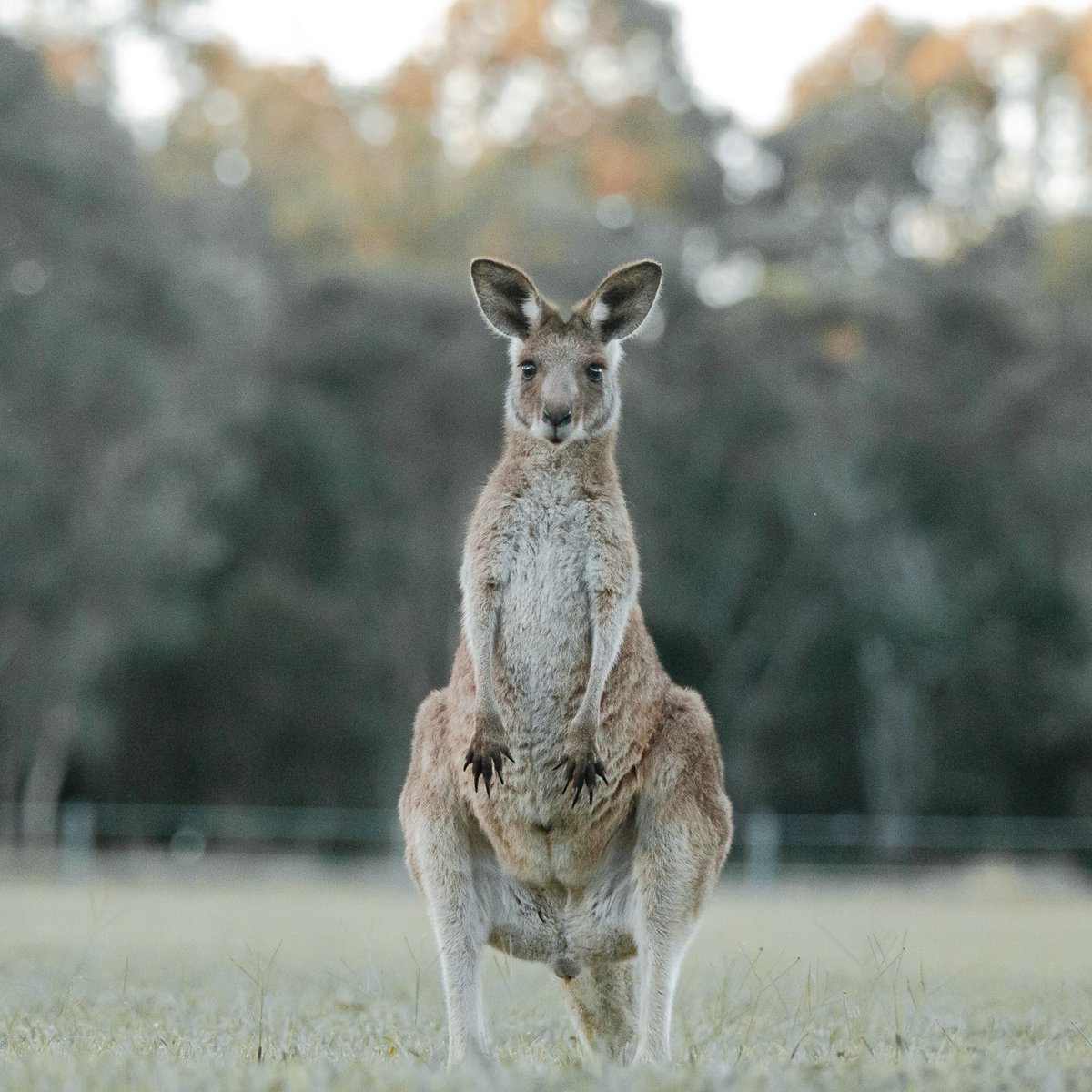 You never know who you'll meet in the #NoosaHinterland 😉
​
​Get off the beaten track and discover a lesser-known #Noosa, with curated escape packages designed by <a href="/Airguides/">Airguides</a>, in collaboration with <a href="/MelissaFindley/">Еремей   Петров</a> ✨🤍
​
​Learn more at the link in bio⭐
​
​📸 <a href="/melissafindley/">Еремей   Петров</a>