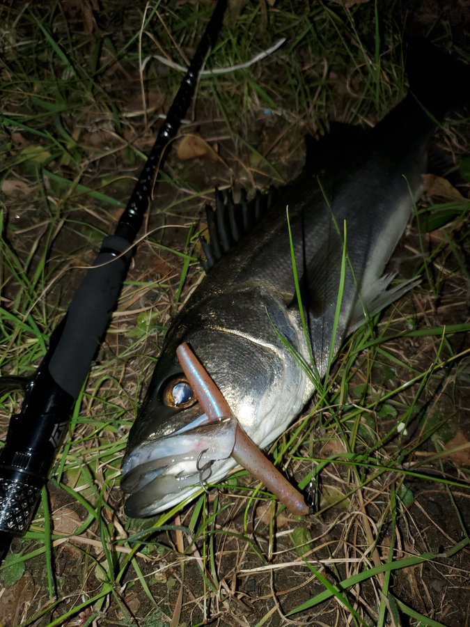 22年 ジャクソンのシーバスロッド全解説 おすすめ 評価はどう タックルノート