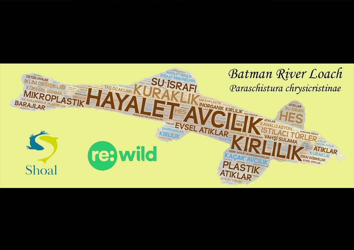 Shoal_Org's tweet photo. Our partners @cnyt_kaya and Münevver Oral have been awareness-raising about the #Batman River loach in Diyarbakir and Batman in Turkey.
They printed off lots of posters about the #LostFish (that's no longer lost!) and displayed them at gas stations, schools, shops and more 👇 https://t.co/Iuud3UbLDn