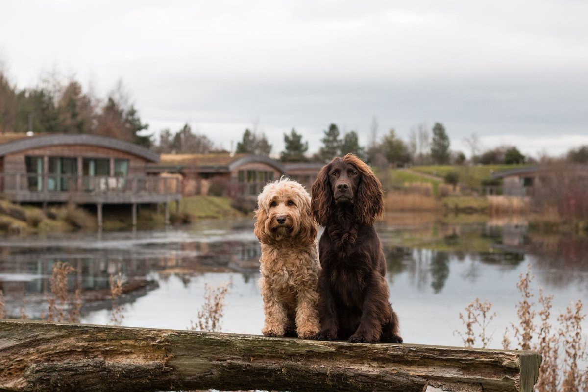 Happy National Love Your Pet Day! 🐶❤️
Here are some of our Holiday at Home dogs enjoying our holiday homes! 
What is your favourite thing to do with your furry friends?
holidayathome.co.uk/.../dog-friend…