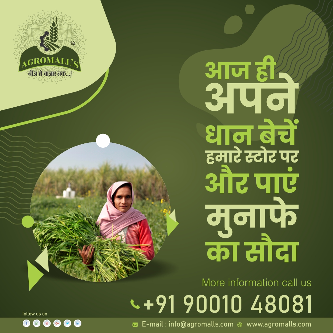 AGROMALL3's tweet photo. आज ही आपने धान बेचें हमारे स्टोर पर और पाएं मुनाफे का सौदा ...

We offer lesser prices than the standard market rates because we have a vast network of farmers who are directly 
connected with us.

Contact us 9001388751
info@agromalls.com
https://t.co/dNgZwIWr6u https://t.co/kF2K28TGLl