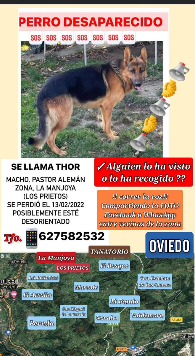 claus__blue's tweet photo. PERRO DESAPARECIDO (LA MANJOYA) EN OVIEDO
SI ALGUIEN LO HA VISTO CONTACTAD CON EL NÚMERO DE ABAJO https://t.co/MeNYePk215