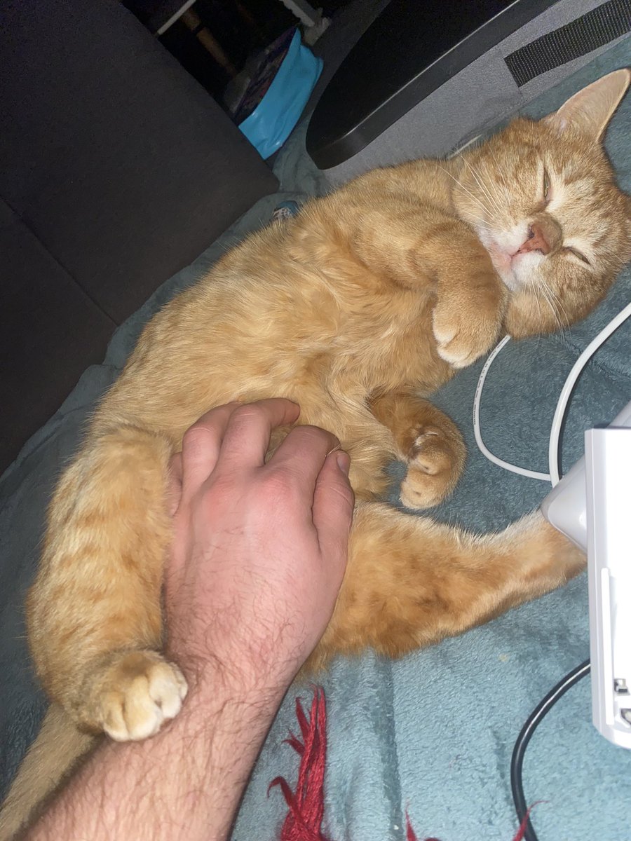 TheQuarki's tweet photo. @doppeldaumen Felix => Doofkatze https://t.co/K5DWJFOZt1