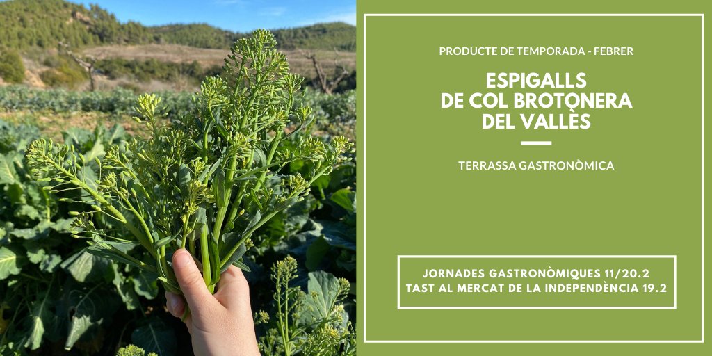 🗓️De l'11 al 20 de febrer celebrem la campanya d'espigalls de col brotonera del Vallès🥬
La Col Brotonera es 1 dels 26 productes seleccionats de la Cistella de #TerrassaGastronòmica
ℹ️Consulteu els productors i on podeu comprar aquest producte:
visitaterrassa.cat/espigallscolbr…