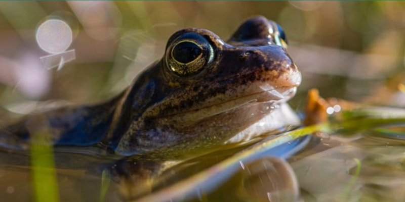 Hop to it! Our first #Amphibian ID course with <a href="/froglifers/">Froglife</a> is happening this evening via Zoom.🐸 Book your free place now to learn more about these wonderful creatures: 
eventbrite.co.uk/e/froglife-toa… 🐸 🐸#Frogs #Toad #Newt #wildlifeconservation