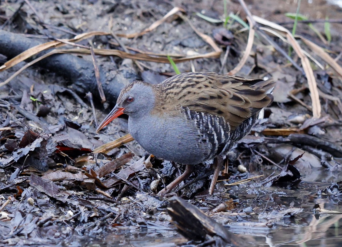 LillingtonTerry's tweet photo. Water Rails . https://t.co/zldGvOvWfn