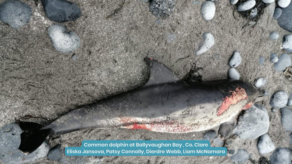 IWDGnews's tweet photo. Thank you to everyone who reported strandings over the last week.
You can join the hundreds of people who take part in the IWDG Recording Scheme each year by submitting strandings from anywhere in Ireland.
Download the Free Reporting App at https://t.co/pvraW63NcY
#reportingapp https://t.co/r7VGB0Xsfj